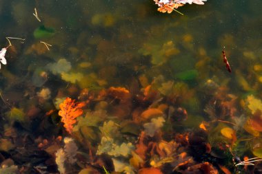 Çamurlu su arka planı. Suda sonbahar yaprakları.