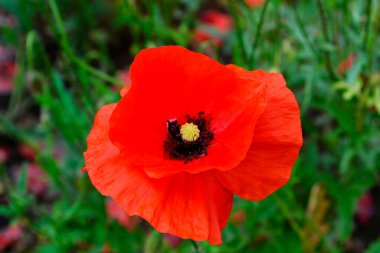 Kırmızı haşhaş yakın plan, kırmızı haşhaş çiçeği yeşil arkaplanda izole..