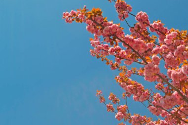 Japon kiraz ağacı, mavi gökyüzü arka planında çiçek açan dallar..