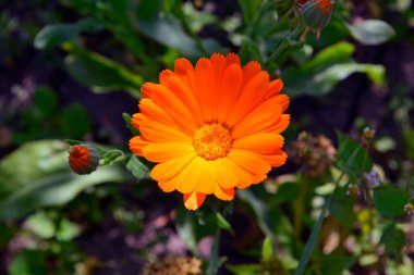 Turuncu takvim çiçeği kafa yakın plan, sarı çiçek yakın plan izole.