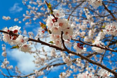 Kiraz ağacı dalına yakın plan. Mavi gökyüzünde beyaz çiçekler, kiraz çiçekleri..