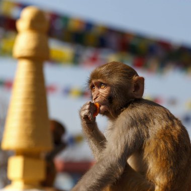 Katmandu, Nepal 'deki Swayambhunath Tapınağı' nda meyve yiyen genç Rhesus Macak. Dua bayrakları ve arka planda bulanık geleneksel mimarisi olan ılık güneş ışığı altında bir maymun. Vahşi yaşam ve seyahat fotoğrafçılığı.
