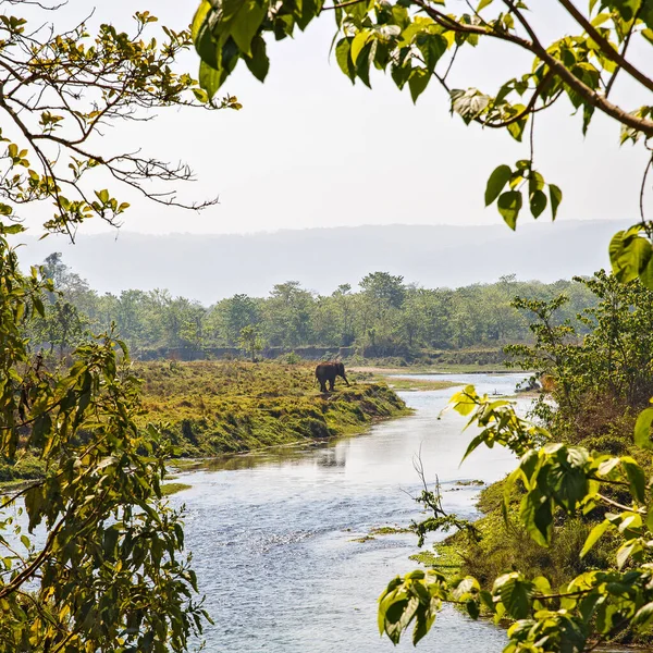Nepal 'deki Chitwan Ulusal Parkı' nda nehir kıyısında yürüyen vahşi bir fil. Bereketli yeşil orman ve yumuşak doğal ışıkla çevrili huzurlu vahşi yaşam sahnesi. Seyahat ve doğa fotoğrafçılığı el değmemiş vahşi doğayı yakalıyor..