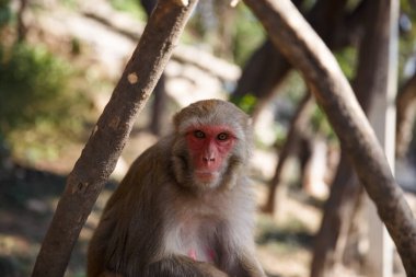 Doğal ortamdaki ağaç dalları arasında oturan bir rhesus makakının yakın plan portresi. Orman ortamında vahşi maymun, vahşi yaşam ve hayvan davranışları konsepti.