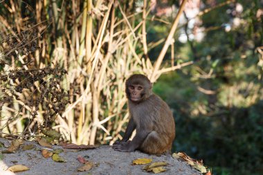 Rhesus macaque orman bitkileriyle çevrili bir kayanın üzerinde oturuyor. Doğal ortamdaki vahşi maymun, vahşi yaşam, sakin sahne ve hayvan davranışları konsepti.
