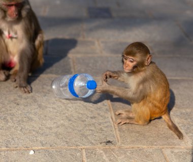 Genç rhesus macaque taştan bir kaldırımda oturup plastik bir şişeye dokunurken, yakınlarda başka bir maymun, Katmandu, Nepal, insan şeklinde bir şehir ortamında kentsel yaban hayatının varlığını gösteriyor..