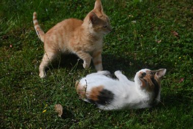 Igra mFortunmacica u travi 