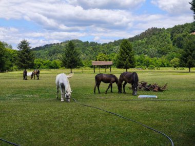 Prolece na livadi konji koji pasu zelenu travu