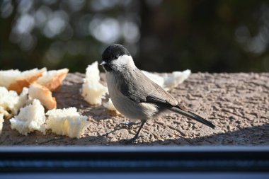 Mali pti mladunce kustravo i nezno