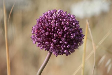 Ljubiasti cvet kao lopta neobinog izgleda