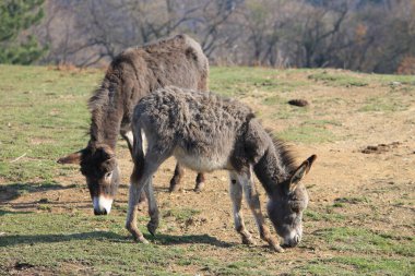Dva magarca na pasnjaku uzivaju u travi
