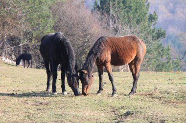 Dva divna primerka svoje vrste konji