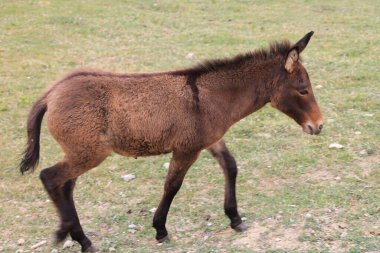 Malo magare seta po ogradjenom prostoru na farmi