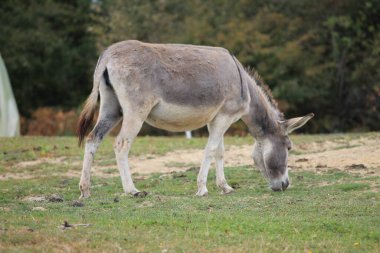 Magarac stariji na planini stara çeşit zivotinje