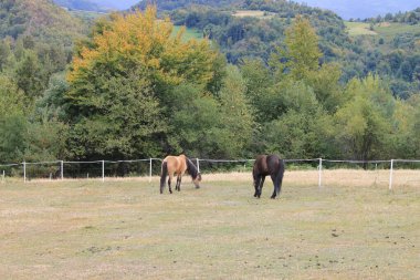 Dva konja na livadi u planini razliite boje uivaju na psi
