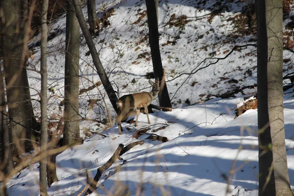Srna u divljini velike planine u zimu