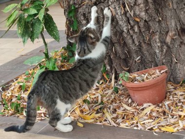 Macka ostri nokte na kori zalosne vrbe