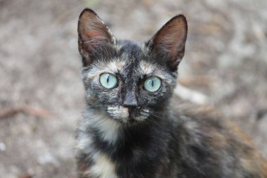 maca sa prelepim zelenim ocima