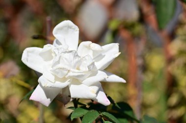 bela nezna ruza sa neznim laticama