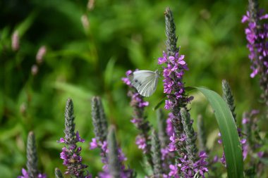Portret tamnog ponija sa dugom grivom u prirodi