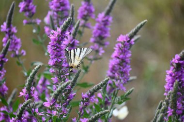 Portret tamnog ponija sa dugom grivom u prirodi