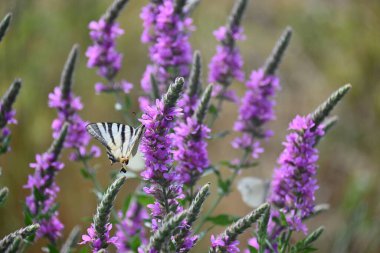 Portret tamnog ponija sa dugom grivom u prirodi