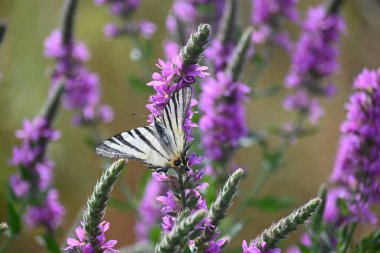 Portret tamnog ponija sa dugom grivom u prirodi