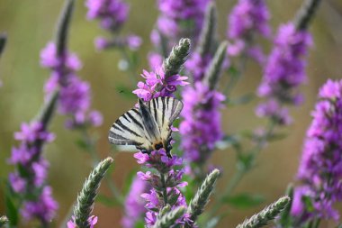 Portret tamnog ponija sa dugom grivom u prirodi