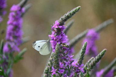 Portret tamnog ponija sa dugom grivom u prirodi