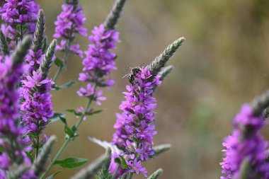 Portret tamnog ponija sa dugom grivom u prirodi