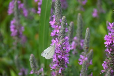 Portret tamnog ponija sa dugom grivom u prirodi