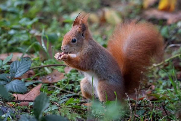 红松鼠 Red Squirrel 或欧亚红松鼠 Eurasian Red Squirrel 是一种在欧亚常见的树蛙属植物 红松鼠是一种树栖动物 主要是食草动物 — 图库照片