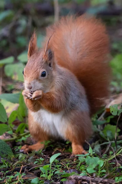 Das Rote Eichhörnchen Oder Eurasisches Rotes Eichhörnchen Ist Eine Baumhörnchenart — Stockfoto