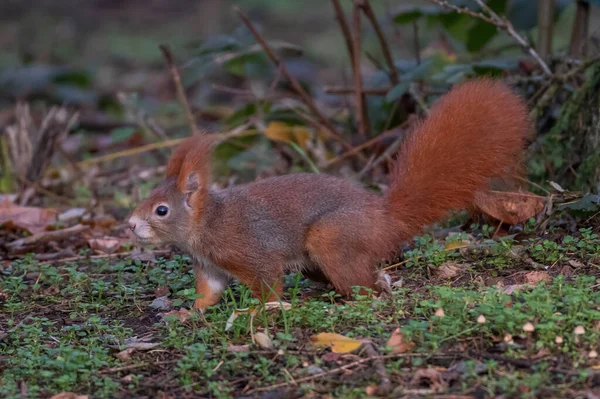 Ardilla Roja Ardilla Roja Eurasiática Una Especie Ardilla Arbórea Del — Foto de Stock