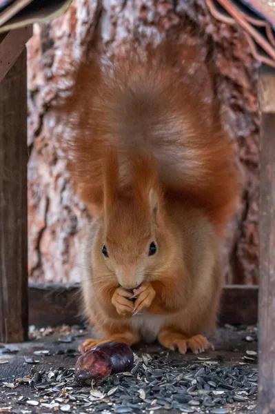 Red Squirrel Eurasian Red Squirrel Species Tree Squirrel Genus Sciurus — Stock Photo, Image