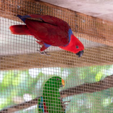 Avustralya ya da resmî adıyla Avustralya Cumhuriyeti, Avustralya 'nın Tazmanya adası ve daha küçük adalarından oluşan bağımsız bir ülkedir. Okyanusya' nın en büyük ve dünyanın altıncı büyük c ülkesidir.