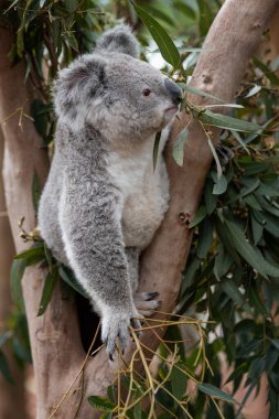 Avustralya ya da resmî adıyla Avustralya Cumhuriyeti, Avustralya 'nın Tazmanya adası ve daha küçük adalarından oluşan bağımsız bir ülkedir. Okyanusya' nın en büyük ve dünyanın altıncı büyük c ülkesidir.