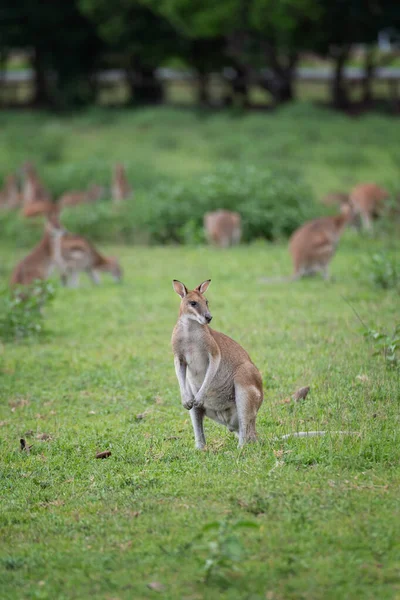 Australie Officiellement Commonwealth Australie Est Pays Souverain Comprenant Continent Australien — Photo