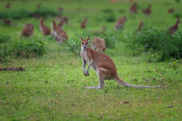 Australie Officiellement Commonwealth Australie Est Pays Souverain Comprenant Continent Australien — Photo