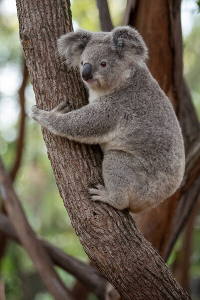 Australia, officially the Commonwealth of Australia, is a sovereign country comprising the mainland of the Australian continent, the island of Tasmania, and numerous smaller islands.It is the largest country in Oceania and the world's sixth-largest c