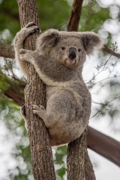 Australie Officiellement Commonwealth Australie Est Pays Souverain Comprenant Continent Australien — Photo