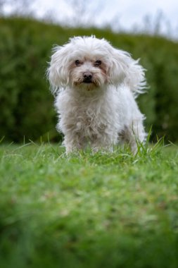 Maltese, oyuncak grubunda bir köpek cinsidir. Tükürük tipli köpeklerden kaynaklandığı düşünülmektedir. Adına rağmen Malta adasıyla tarihi veya bilimsel bir bağlantısı bulunmamaktadır.