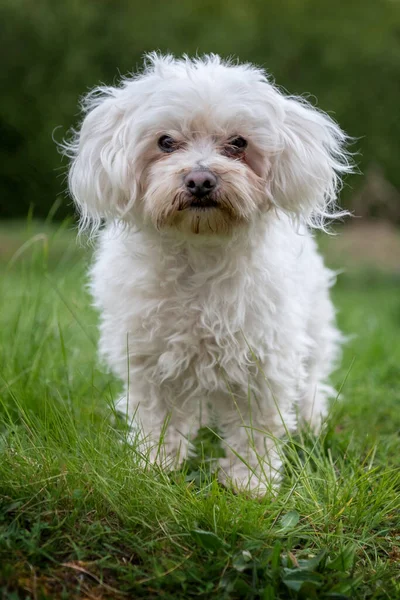 The Maltese is a breed of dog in the toy group. It is thought to have originated in south-central Europe from dogs of spitz type.Despite the name, it has no verified historic or scientific connection to the island of Malta