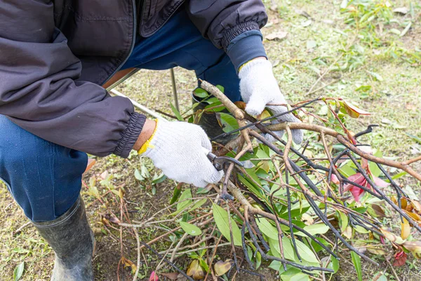 Bahçıvan Eller Beyaz Eldivenli Pul Ağaç Dalları Açık Hava Makası