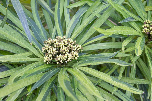Küçük çiçek tomurcukları ve eşsiz Osmoxylon yaprakları.