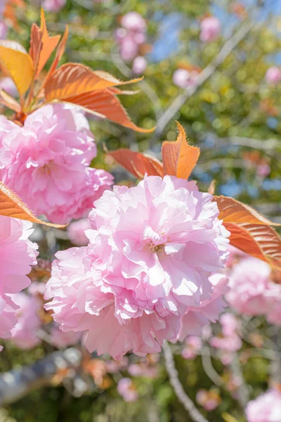 Yeşil yapraklara ve parlak gökyüzüne karşı parlak pembe çifte kiraz çiçekleri.