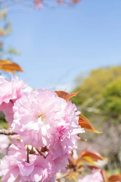 Güzel pembe, çift çiçekli kiraz çiçeği ve mavi gökyüzünün yakın çekimi