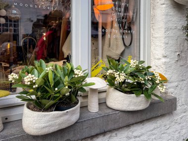 Bruges, Belçika 27 Aralık 2025. Skimmia japonica Beyaz İnci bitkileri bir butik pencere eşiğindeki keçeli saksılarda sergilenir. Sıcak Avrupa sokaklarına yeşillik ve doğal cazibe katar..