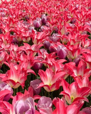 Pembe ve kırmızı laleler çiçek açmış renkli bahar çiçeklerini oluşturuyorlar. Duvar kağıdı, arkaplan ve dekoratif doğa tasarımı için ideal zambak çiçekli laleler..