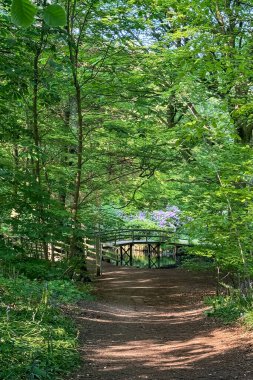 Ağaçların ve yaprakların arasına gizlenmiş ahşap bir köprüyle yeşil orman yolu. Sakin bir bahar ya da yaz manzarası, doğal renkler ve taze yeşillik. Çevre, sağlık, doğa yürüyüşleri, farkındalık ve açık hava yaşam temaları için mükemmel..